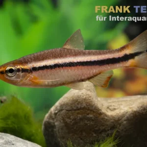 Belitung-Rasbora, Rasbora cf. patrickyapi "Belitung" Neue Ware